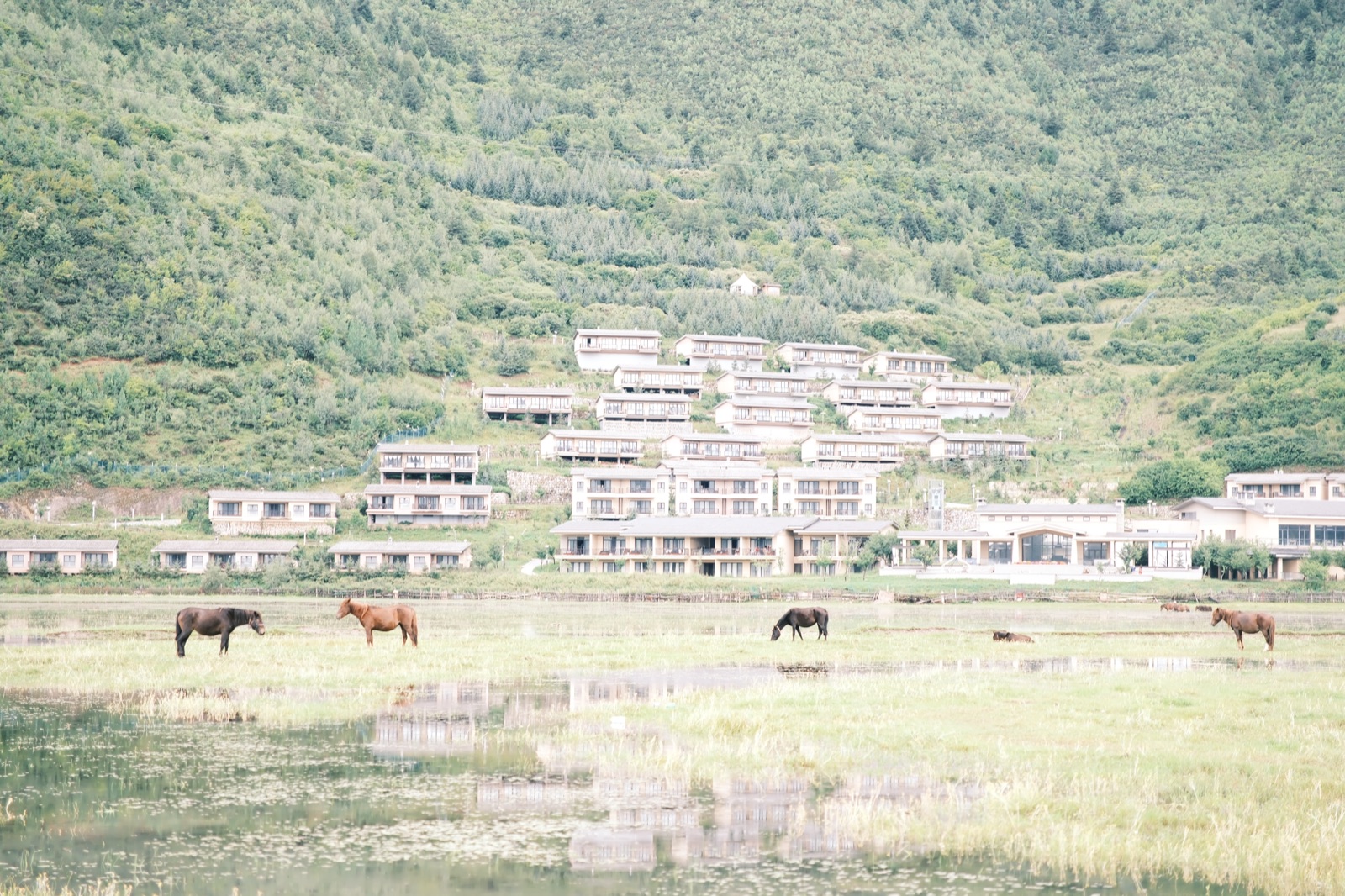 湿地边缘的城和马